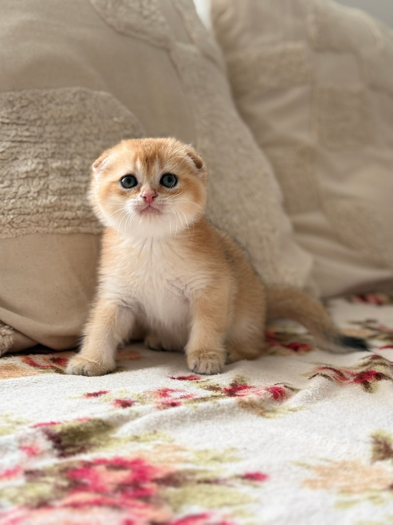 Senya Scottish Fold male, black golden shaded
