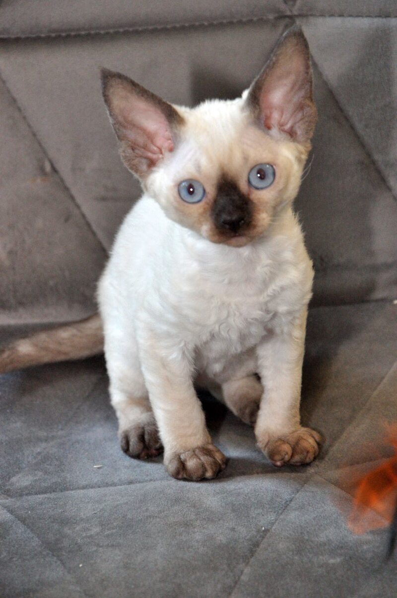 Terra Devon Rex female black pointed - live animals
