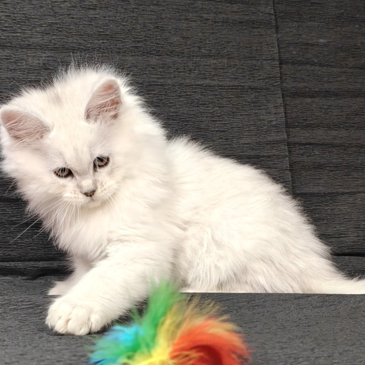 Nelson Maine Coon male, black silver shaded