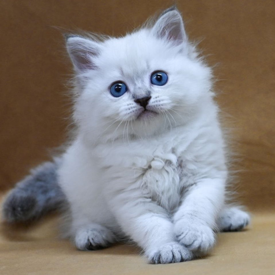 Glint Neva Masquerade male, blue tabby pointed