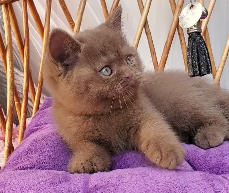 Xammer British Shorthair male, cinnamon