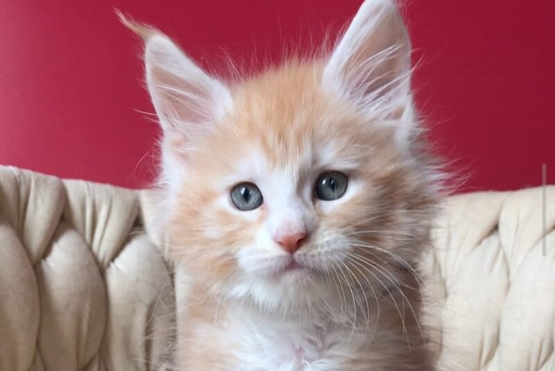 Yogurt Maine Coon male red silver tabby bicolour - live animals