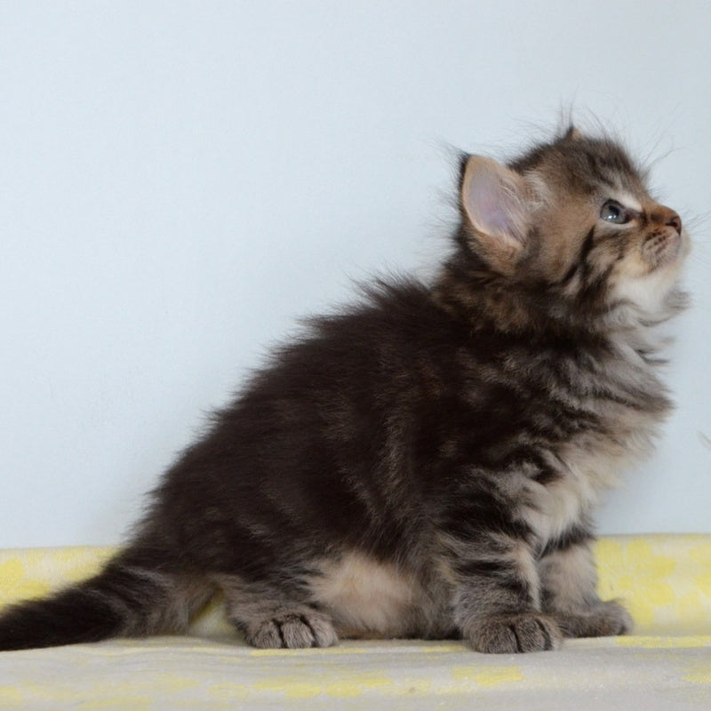 Tiffany Siberian female, black tabby