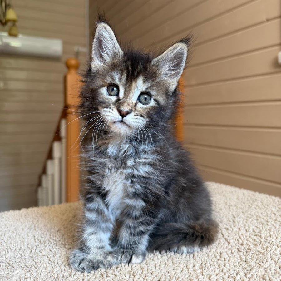 Bamboleilo Maine Coon polydactyl 6x6x6x7 female, black tortie with white tabby