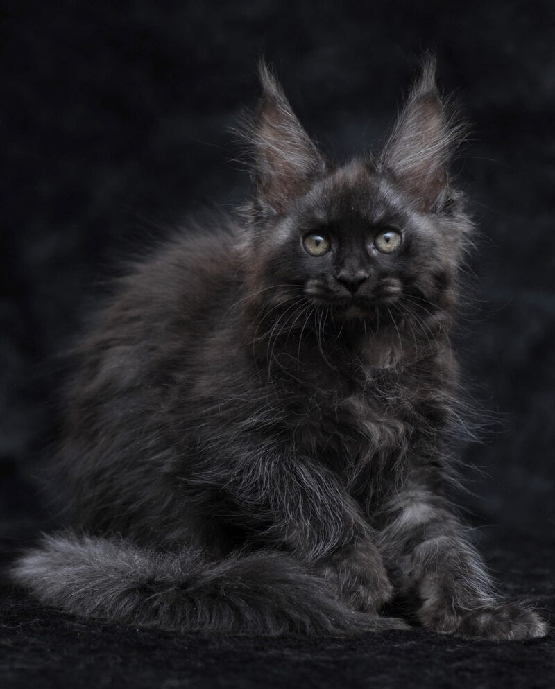 Platon Maine Coon male, black silver
