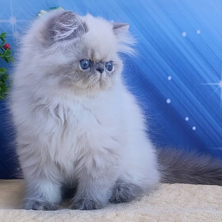 Hogan Persian male, blue tabby pointed