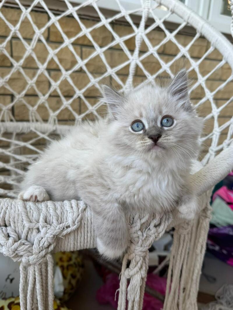Excellent Siberian male, blue pointed bicolour