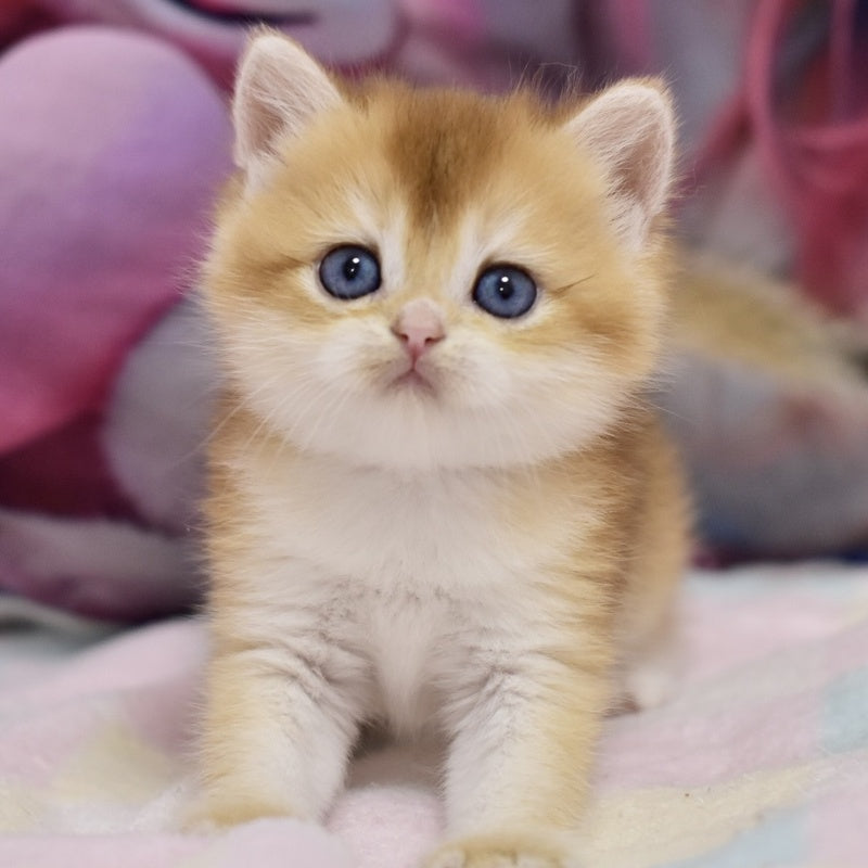 Elian British Shorthair male, black golden chinchilla