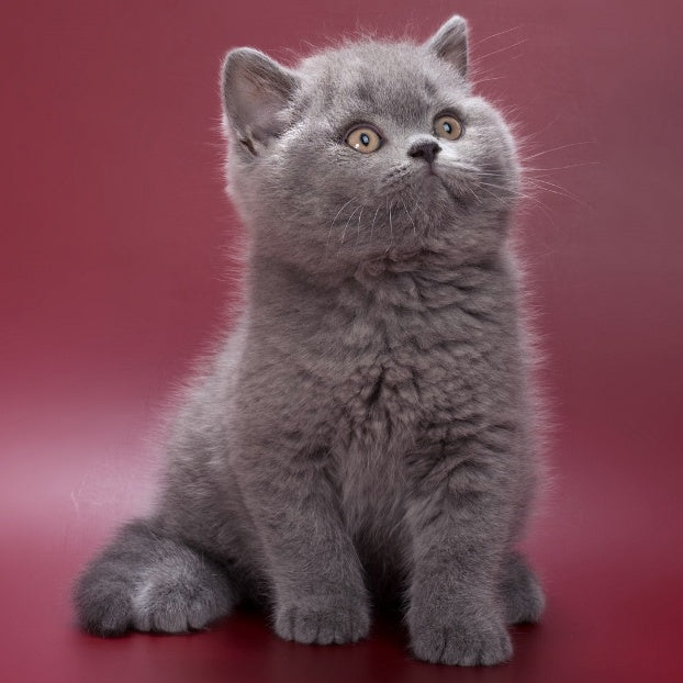Quincy British Shorthair male, blue