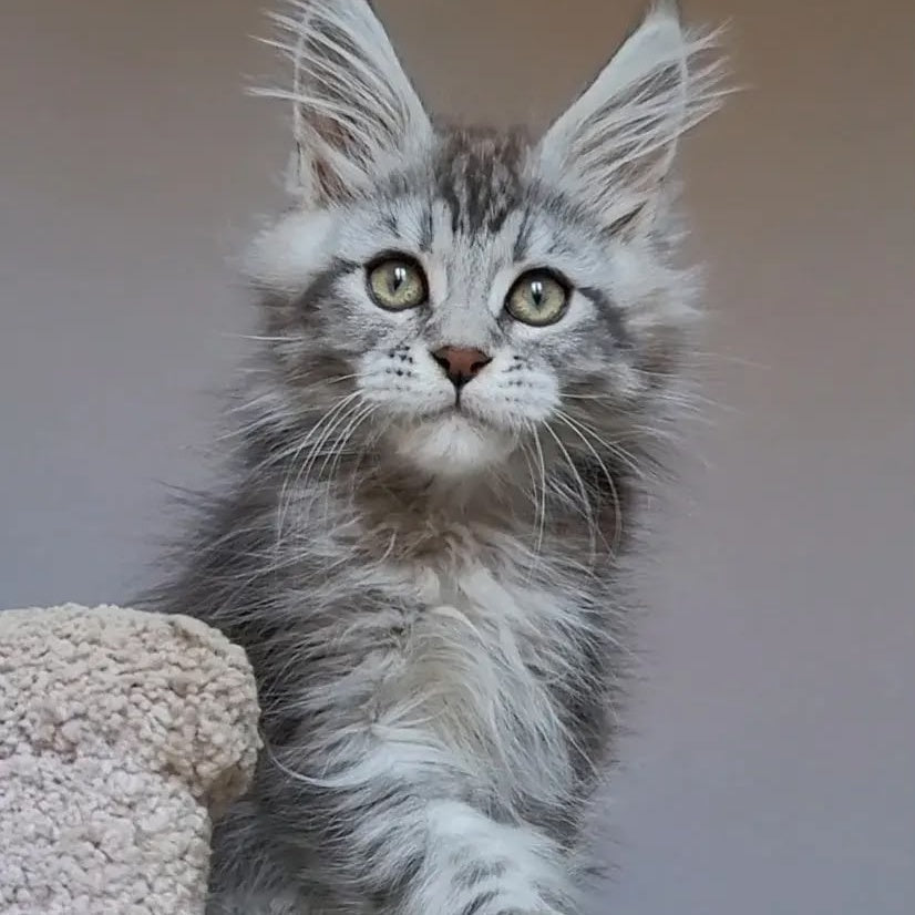Hugo Maine Coon polydactyl 6x6x6x6 male, black silver tabby