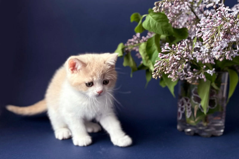 Luigi British Shorthair male, cream bicolour