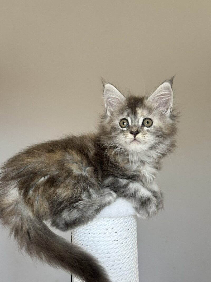 Ohana Maine Coon female, blue tortie with white tabby