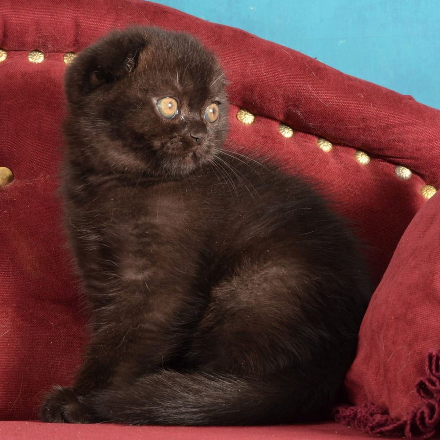 Imbir Scottish Fold male, black
