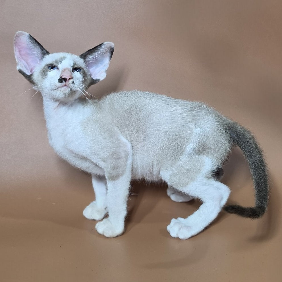 Ink Siamese male, black bicolour