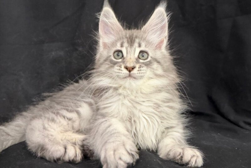 Zelda Maine Coon female, blue silver tabby