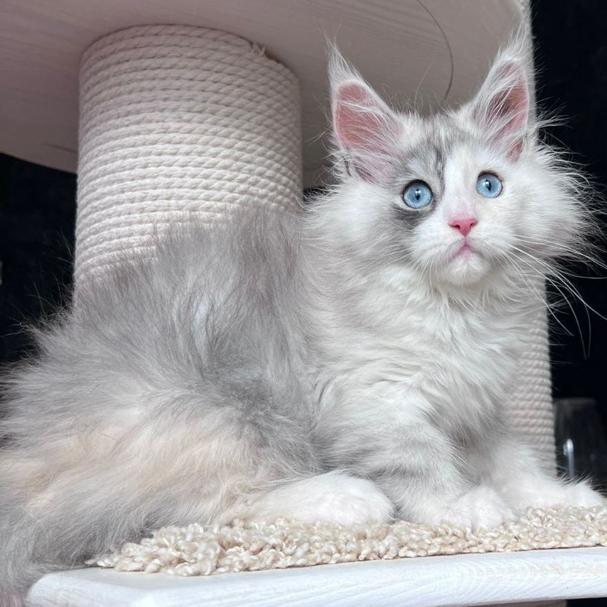 Nino Maine Coon female, black tortie silver bicolour