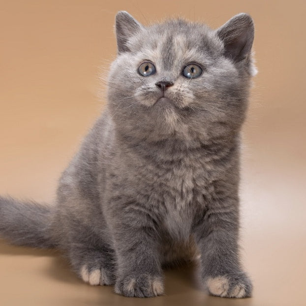Rachel British Shorthair female, blue tortie