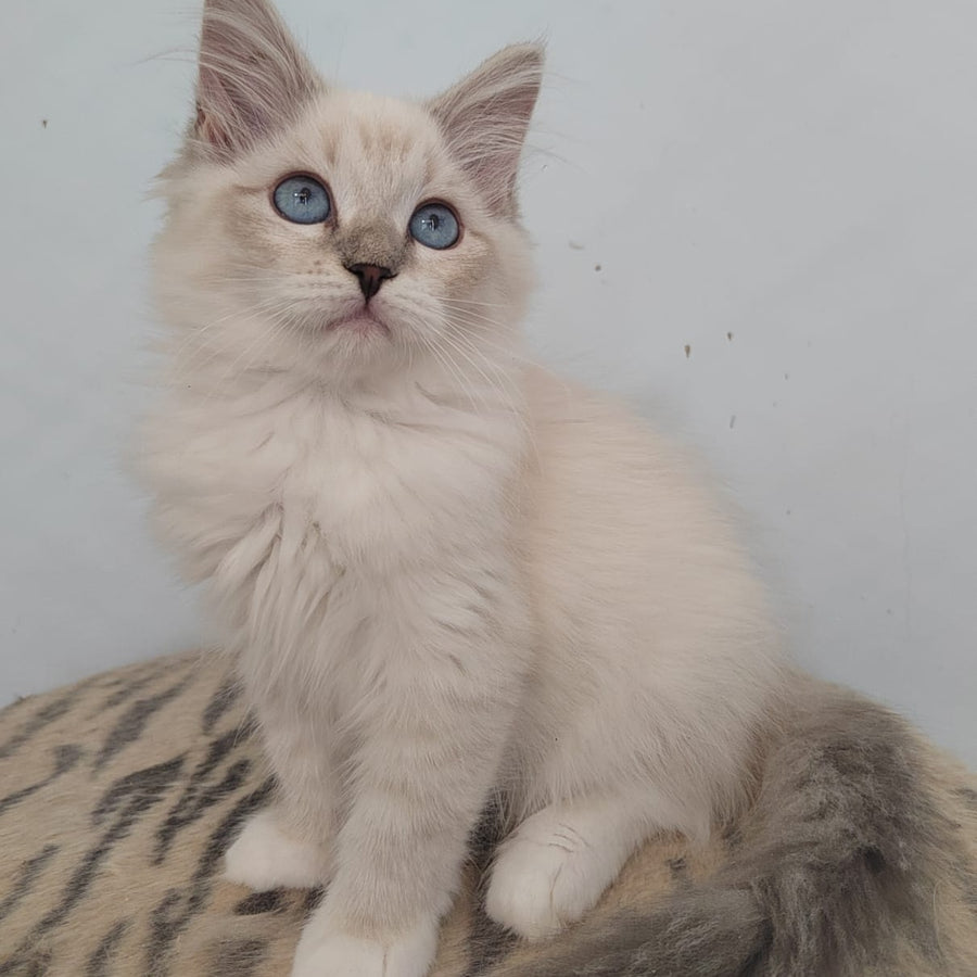 Juju Siberian female, blue tabby pointed bicolour