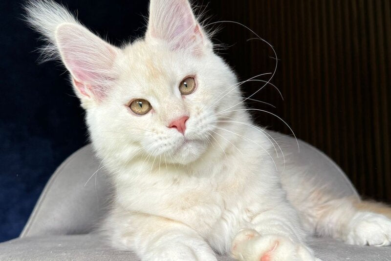 Xipil Maine Coon male, cream silver tabby