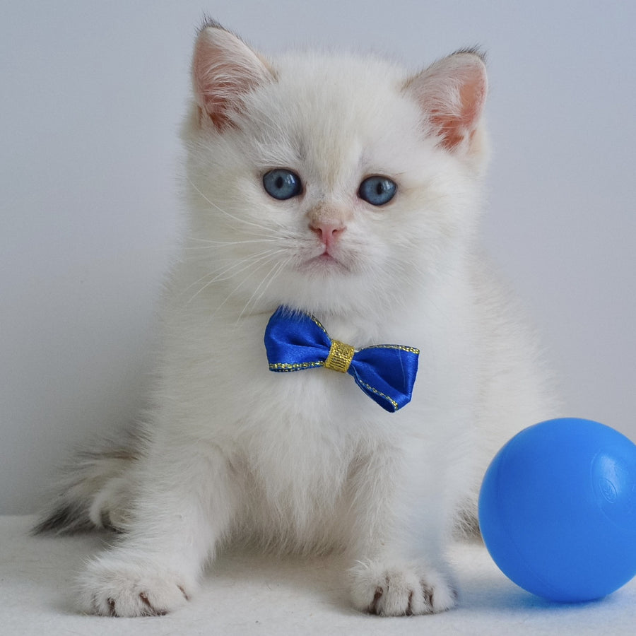 Ilan British Shorthair male, black golden shaded pointed