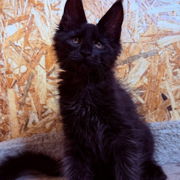 Khal Maine Coon male, black