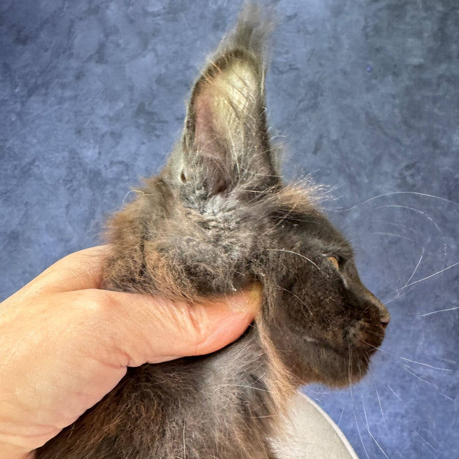 Rene Maine Coon polydactyl 6x6x6x6 male, black with white