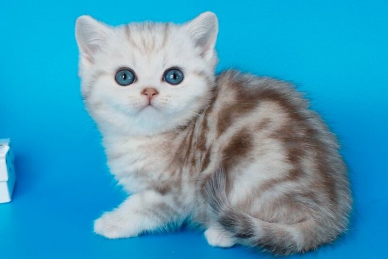 Matt British Shorthair male, chocolate silver tabby