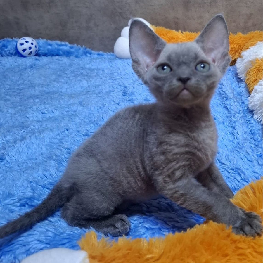 Felix Devon Rex male, blue