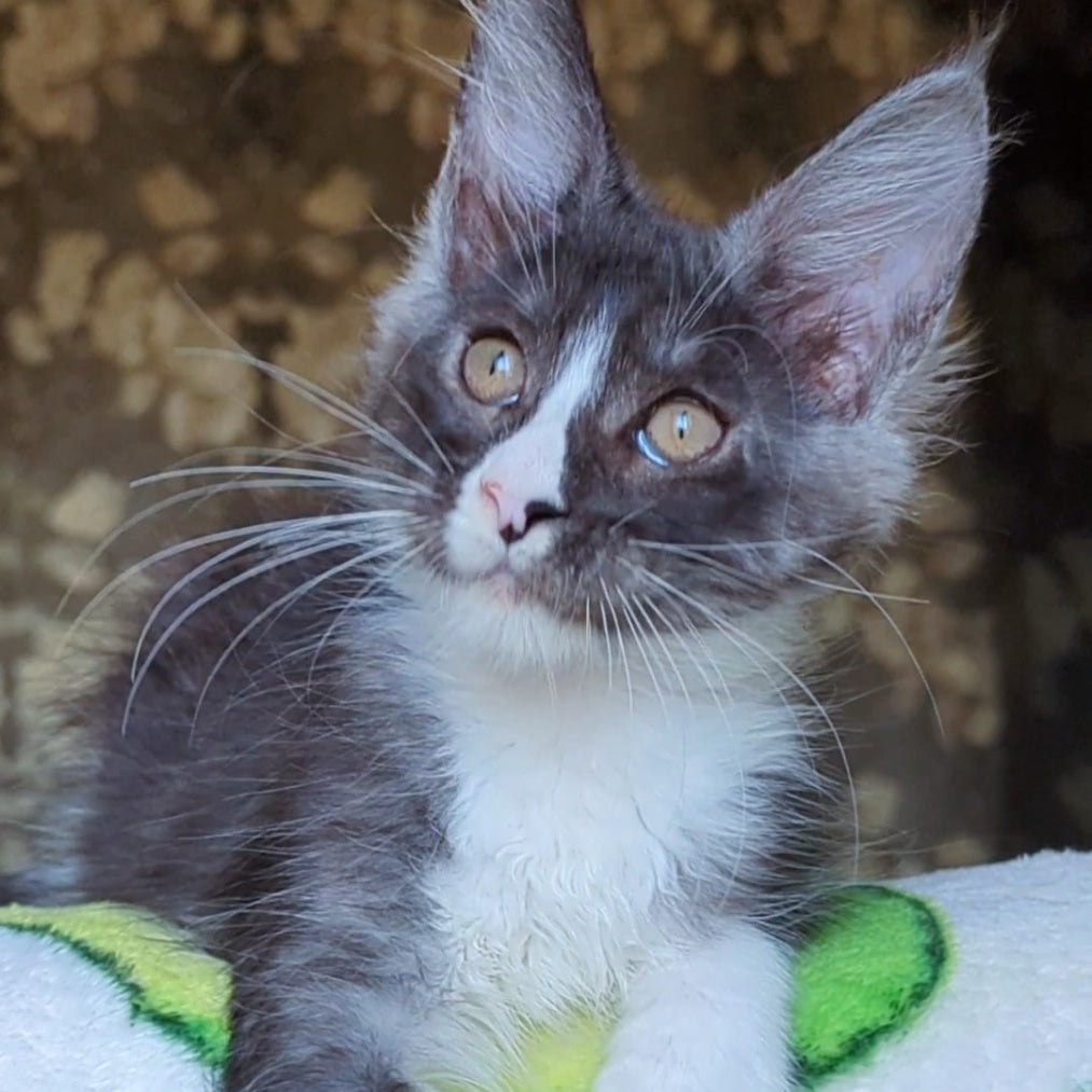 Harisha Maine Coon male, black silver bicolour