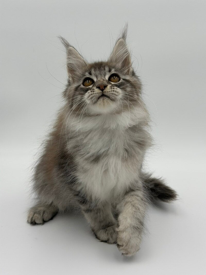 Katu Maine Coon male black silver tabby - live animals