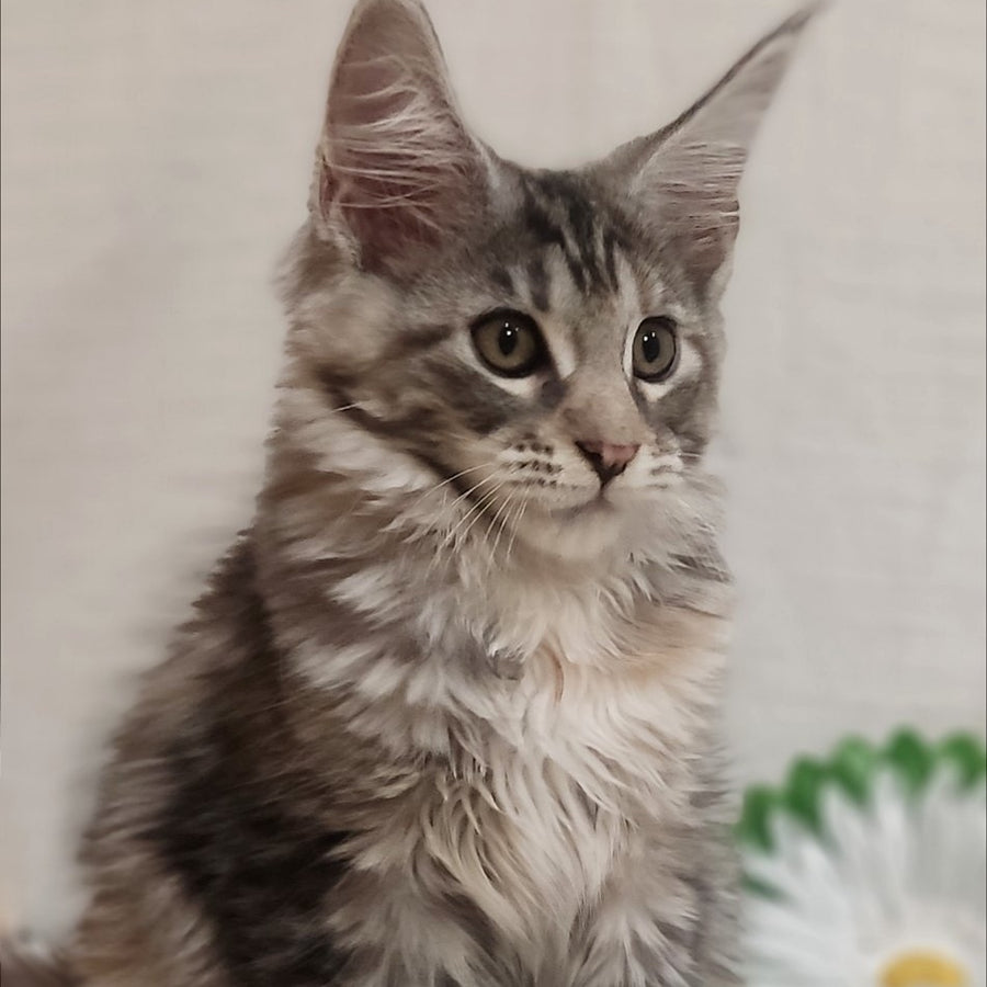 Caramelka Maine Coon female, black tortie silver tabby