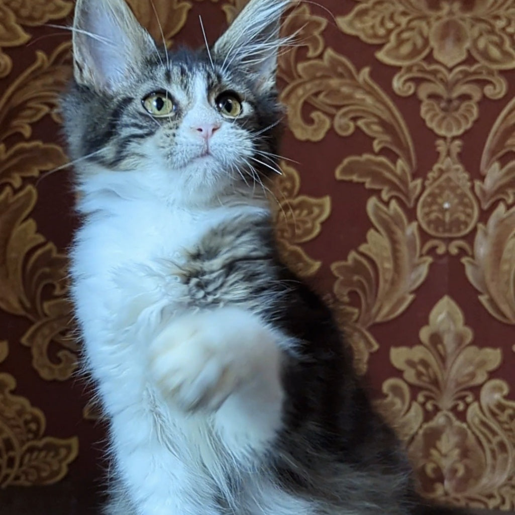 Holika Maine Coon female, black tabby with white