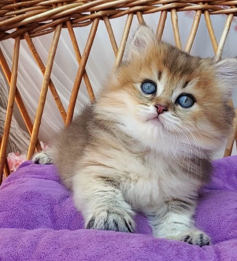 Zeus British Longhair male black golden ticked tabby - live animals
