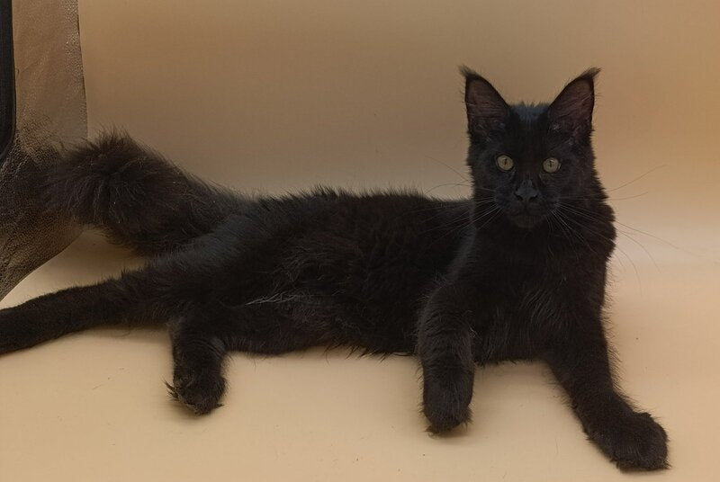 Iris Maine Coon female, black silver
