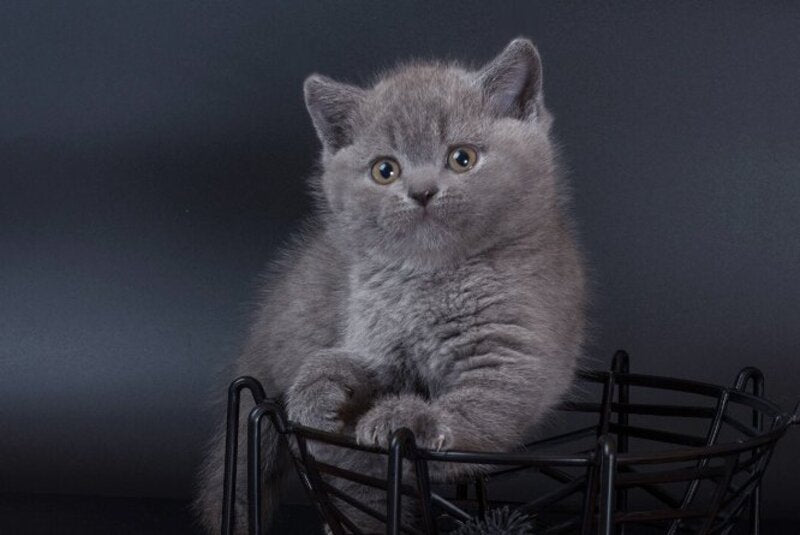 Isla British Shorthair female, blue