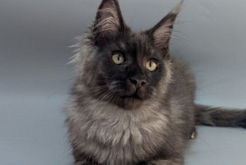 Grey Maine Coon male, black silver