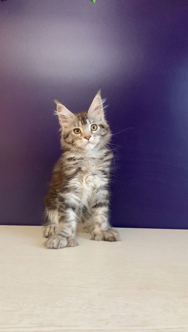 Oregona Maine Coon polydactyl female, black silver tabby