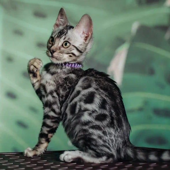 Fleur Bengal female, black silver spotted tabby