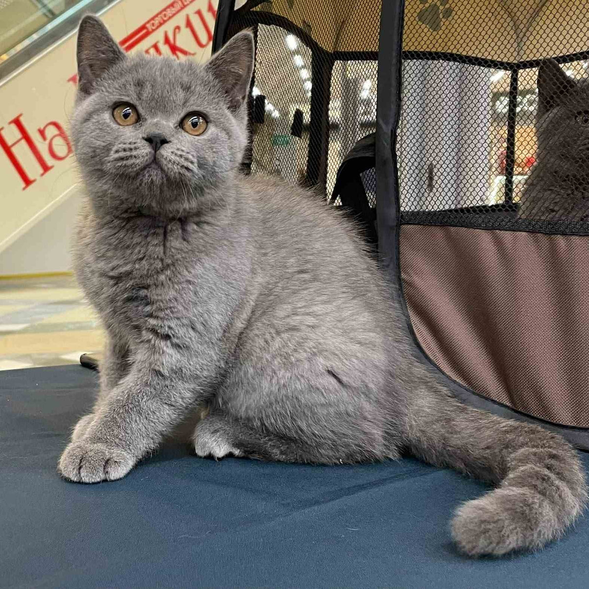 Rambo British Shorthair male, blue