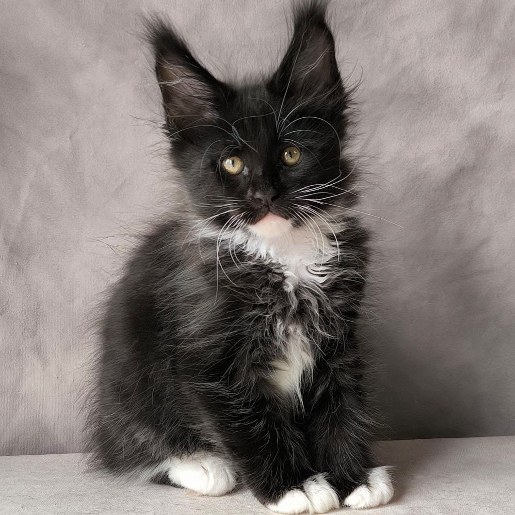 Phantom Maine Coon male, black bicolour