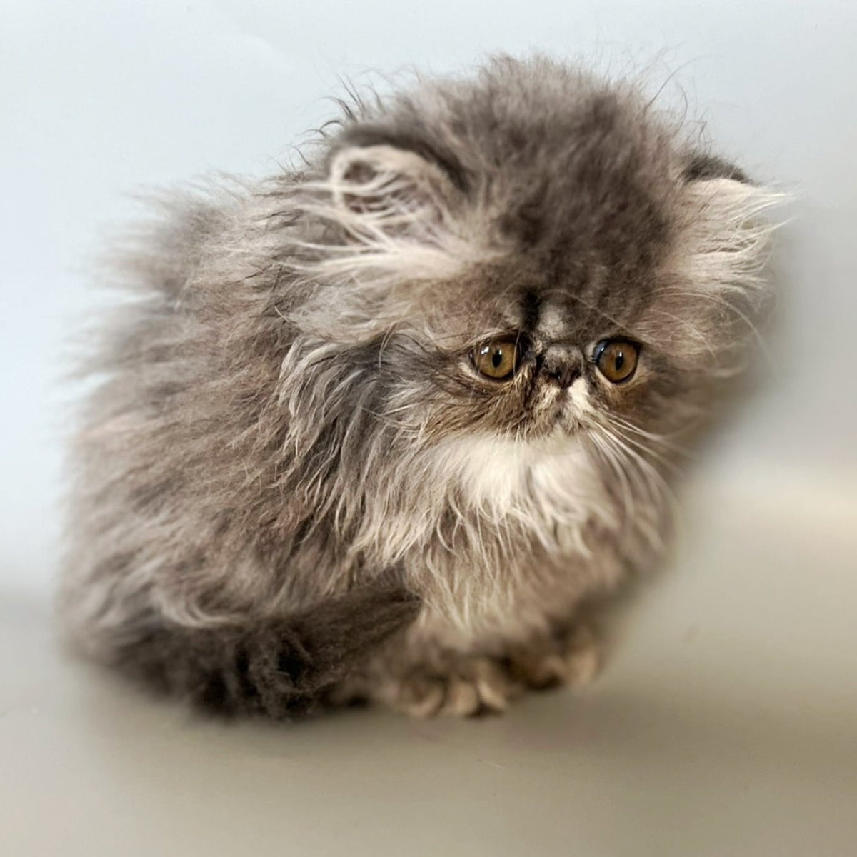 Balloo Persian male, blue silver spotted tabby