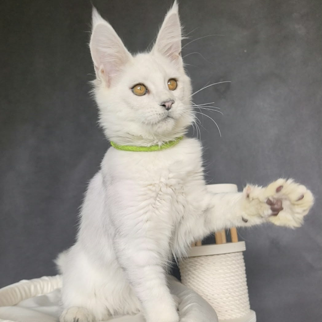 Wilma Maine Coon female, black silver chinchilla