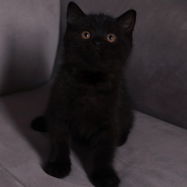 Armani British Shorthair male, black