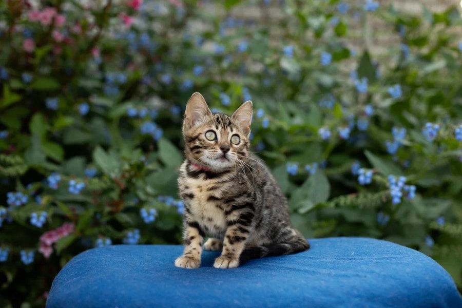 Dixie Bengal female black spotted tabby - live animals