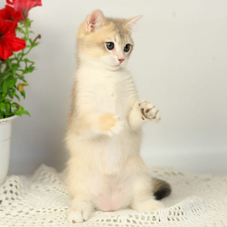 Samuel British Shorthair male, blue golden chinchilla