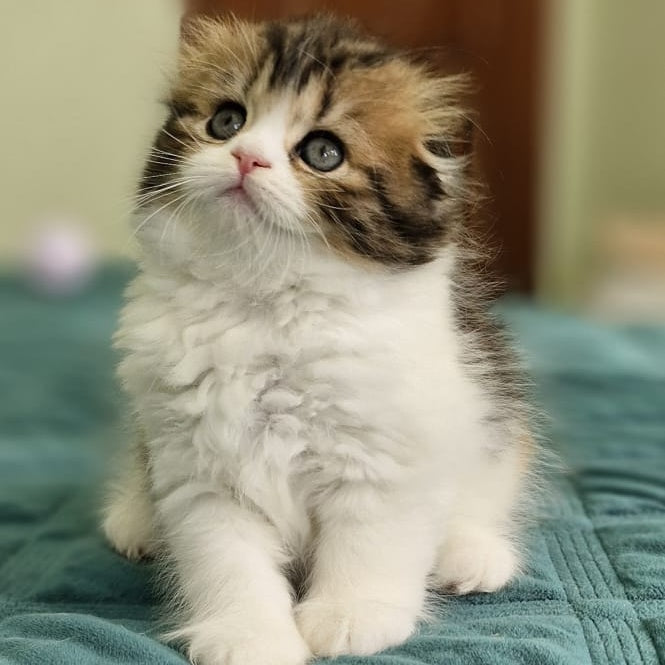 Ozzy Scottish Fold female, black tortie bicolour