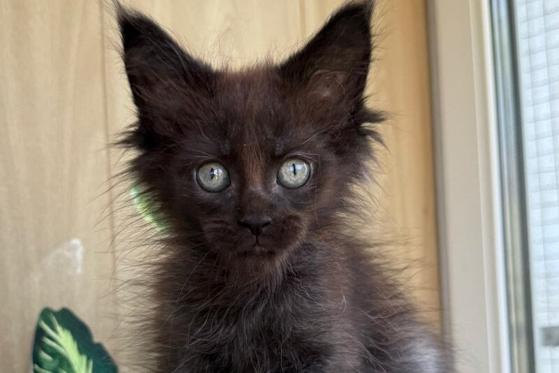 Aquarius Maine Coon polydactyl male, black silver