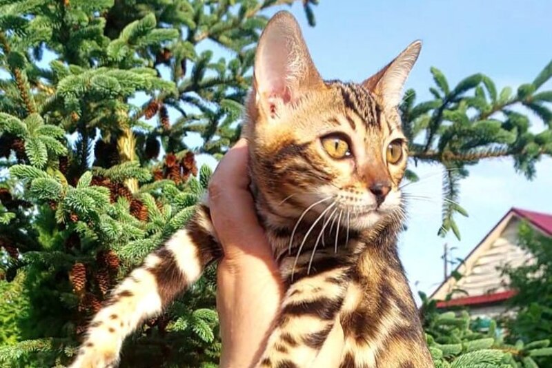 Lesya Bengal female, black spotted tabby