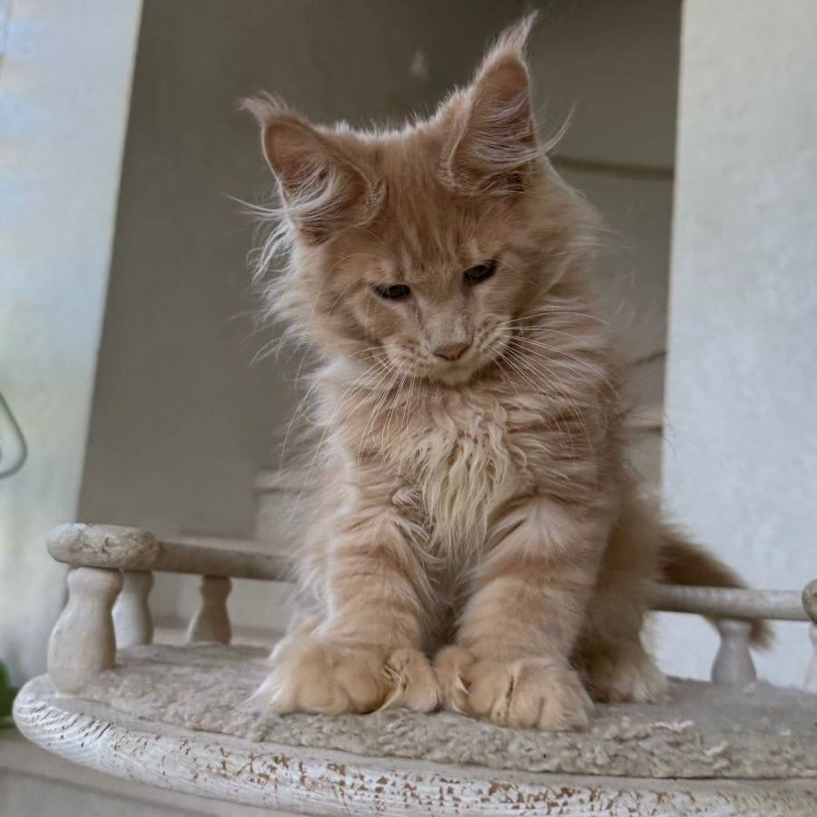 Iris Maine Coon polydactyl 6x6x6x6 male, cream silver