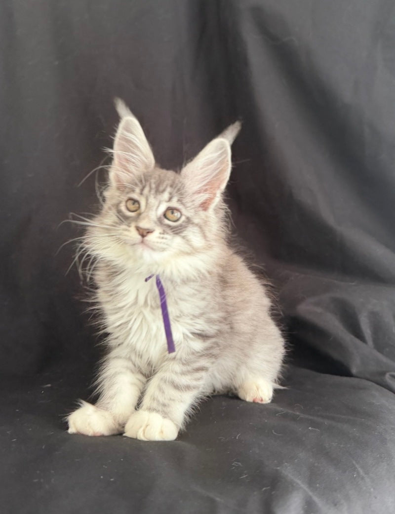 Zibo Maine Coon male, blue silver tabby with white